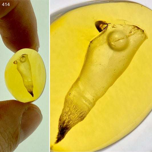 Ámbar Dominicano con Burbuja