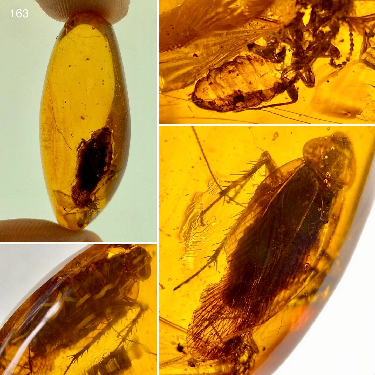 Ámbar Dominicano con Cucaracha