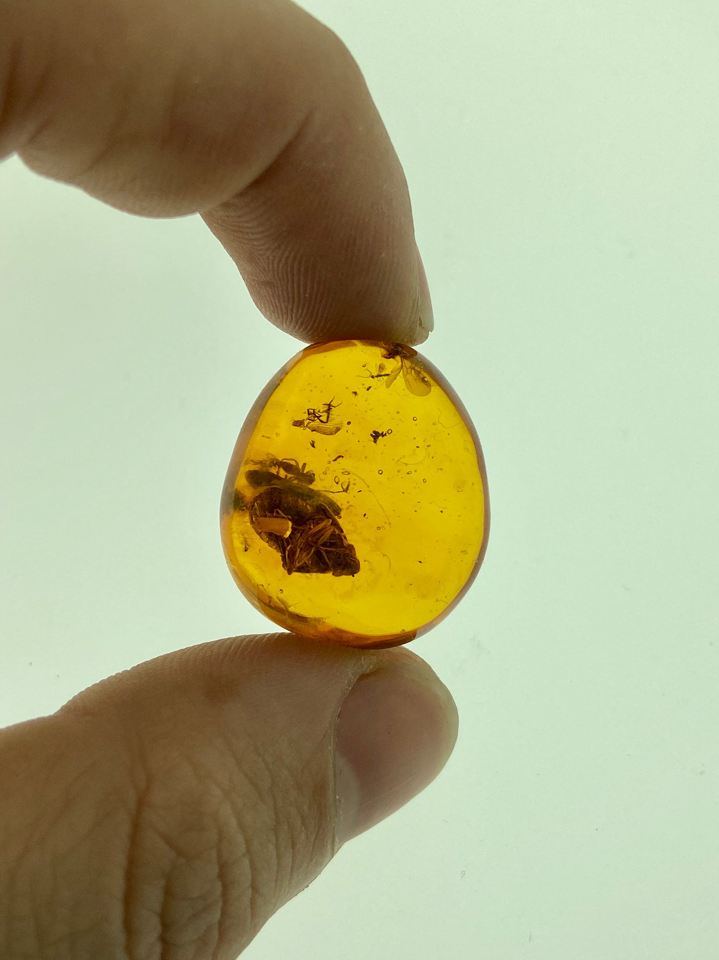 Ámbar Dominicano con Hemiptera y Araña
