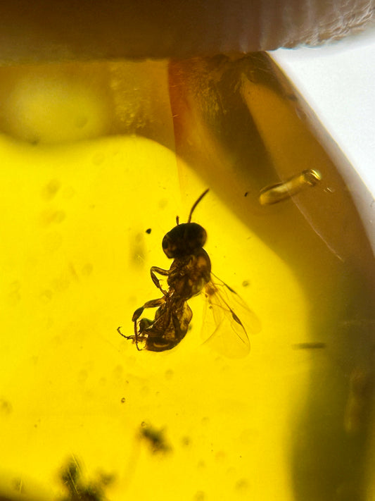 Ámbar Dominicano con Avispón