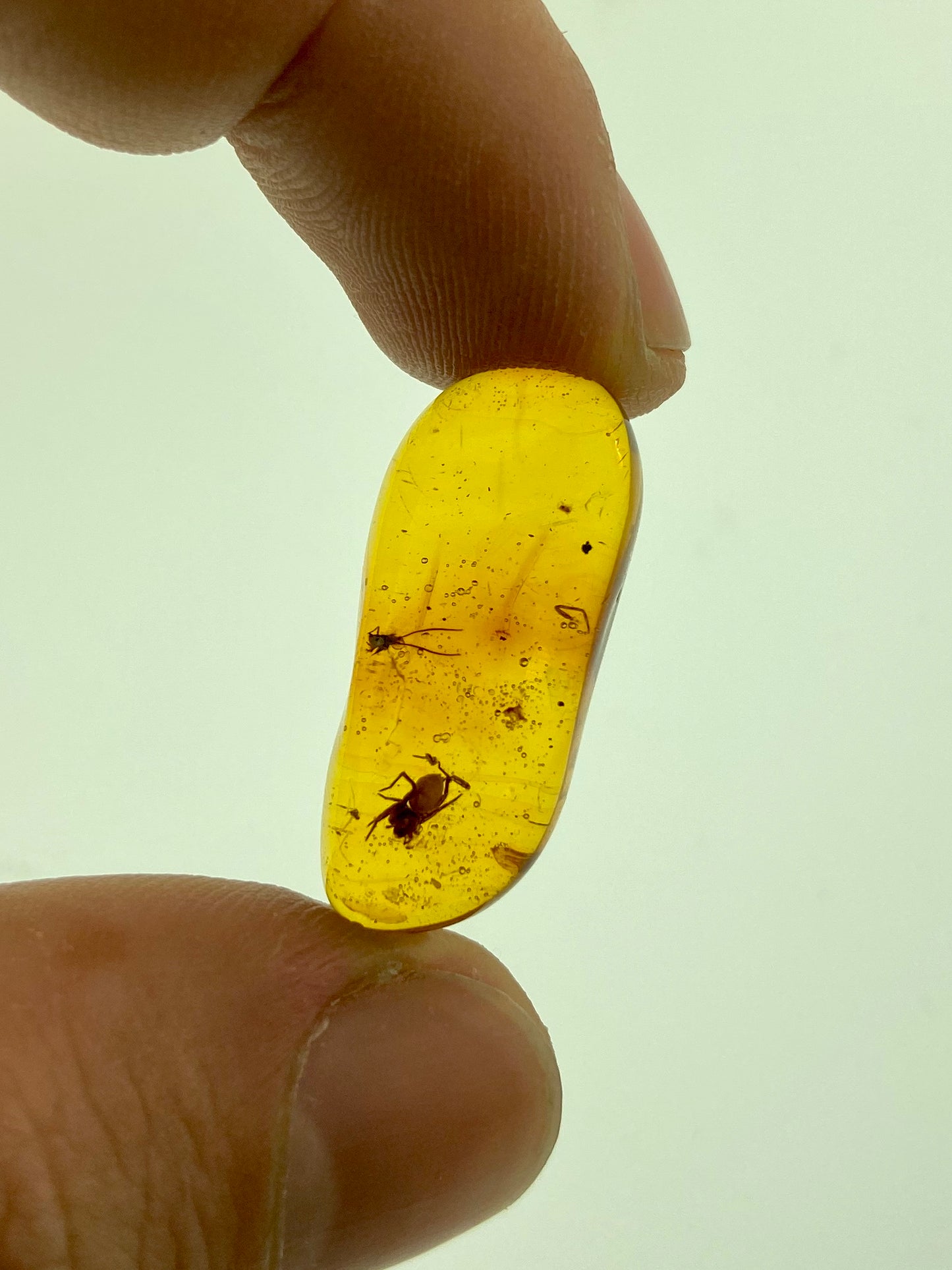 Ámbar Dominicano con Araña