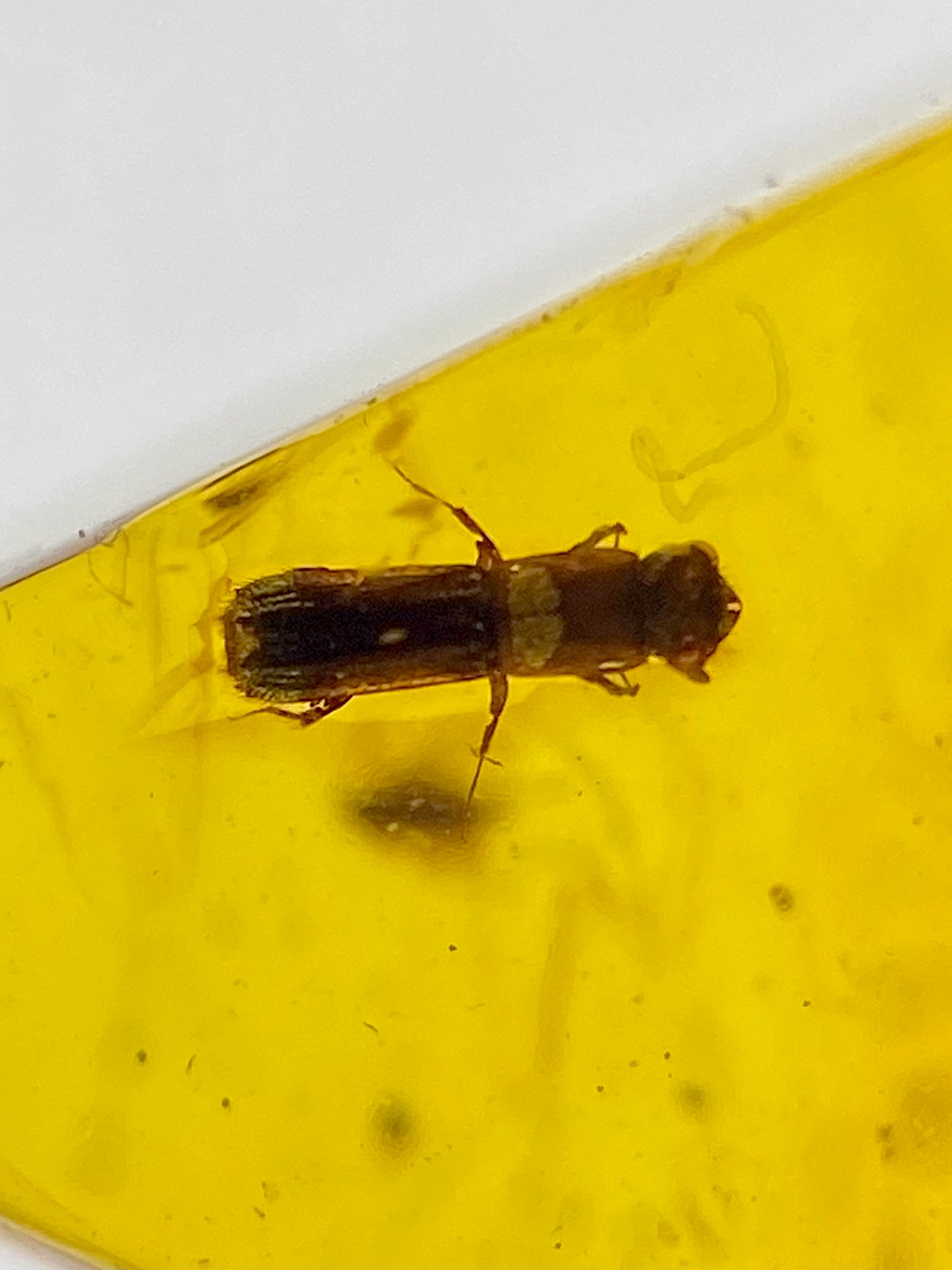 Ámbar Dominicano con Mosca y Carcomas