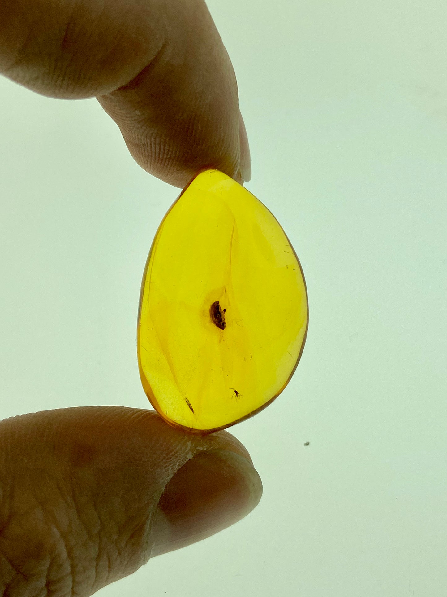 Ámbar Dominicano con Escarabajo