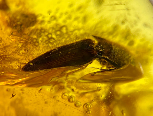 Ámbar Dominicano con Escarabajo