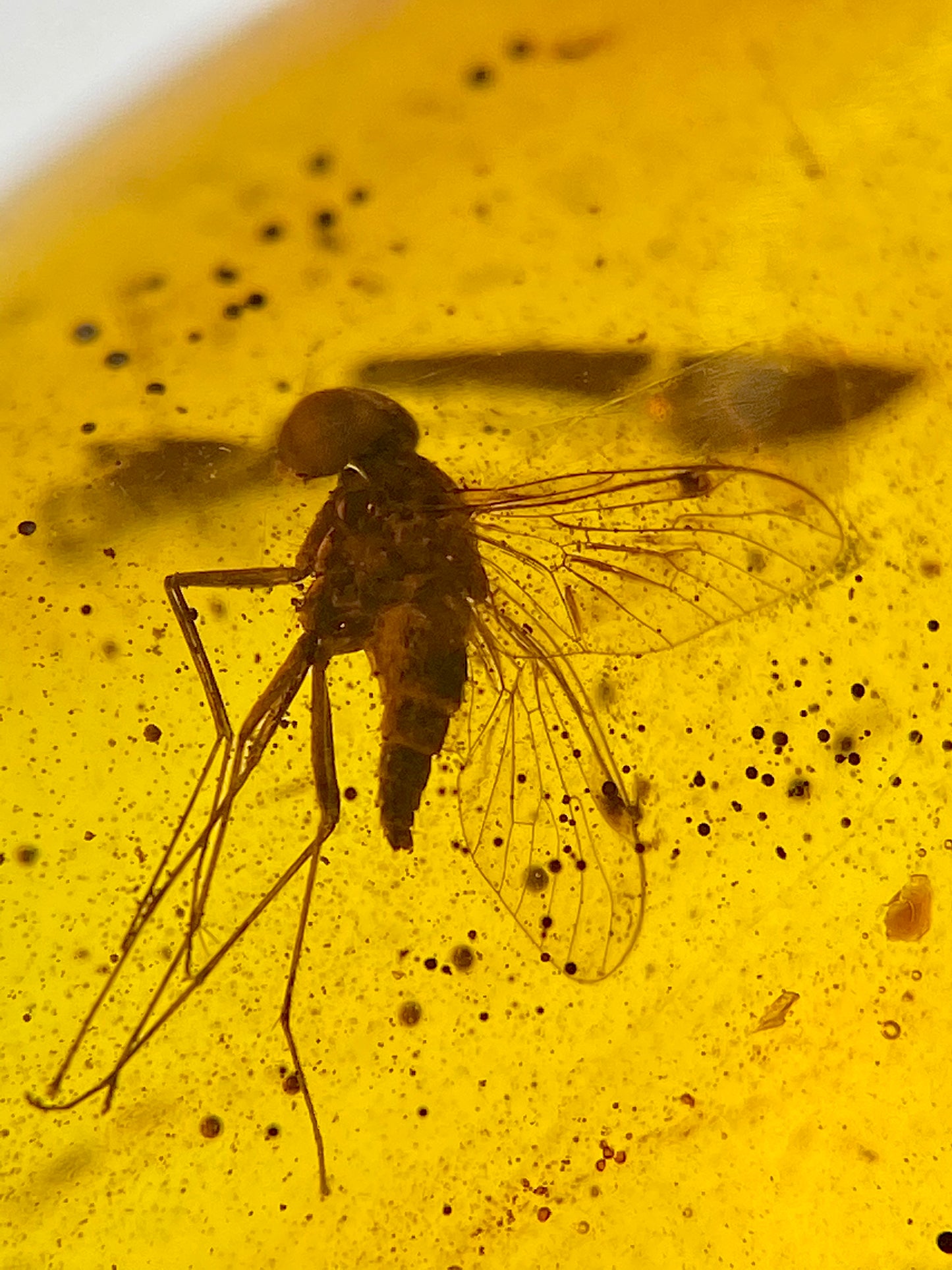 Ámbar Dominicano con Mosca