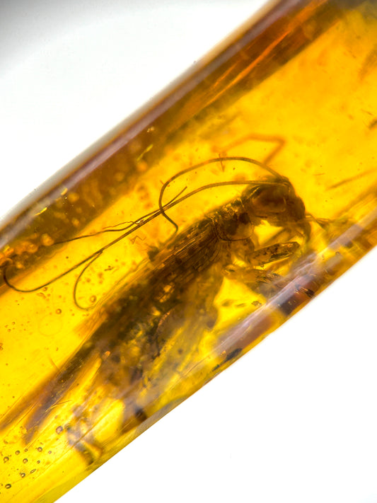 Ámbar Dominicano con Grillo