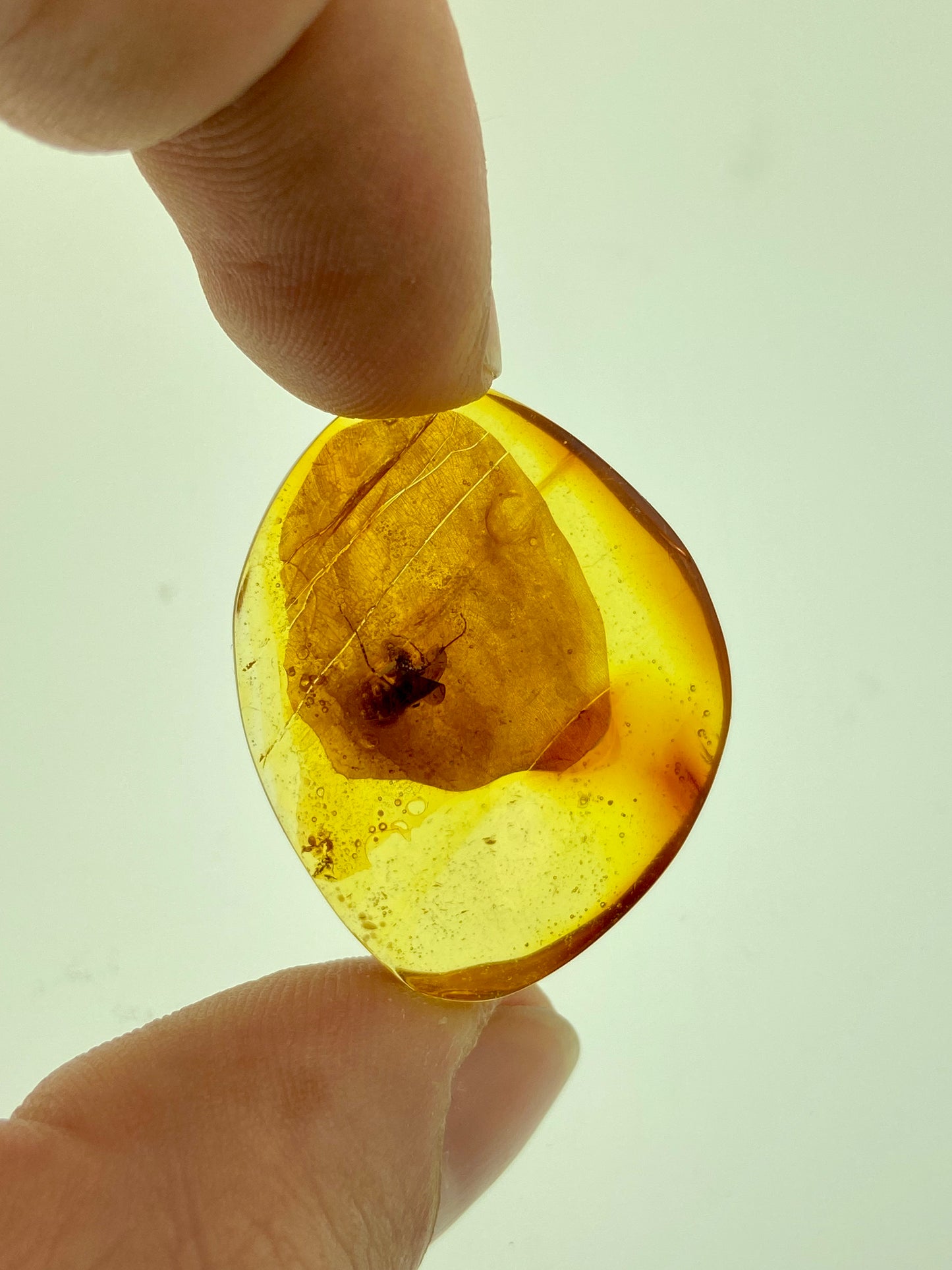 Ámbar Dominicano con Araña