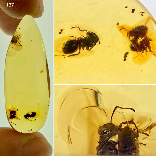 Ámbar Dominicano con Hormigas