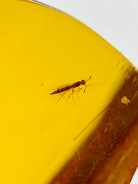 Ámbar Dominicano con Coleóptero