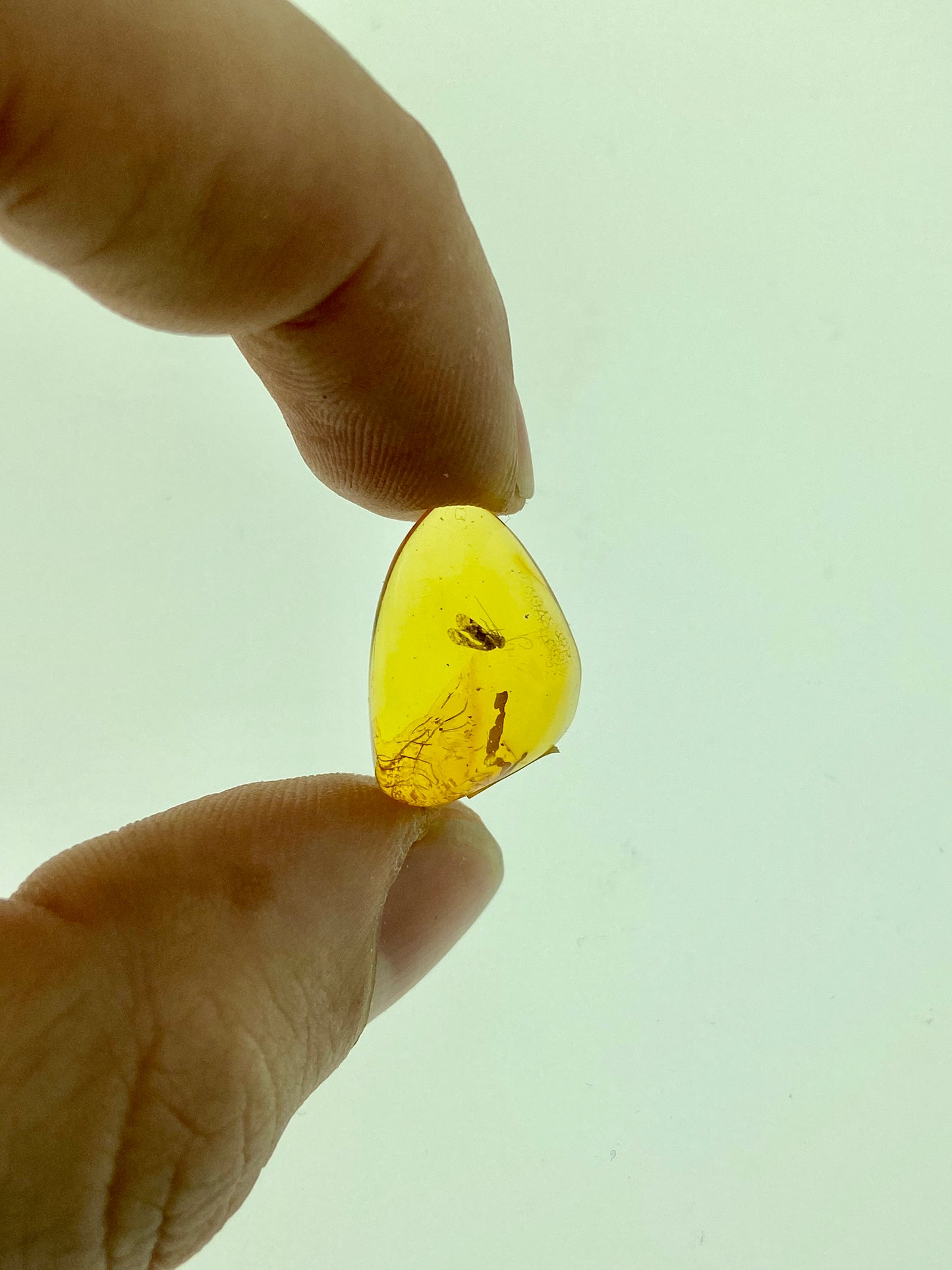 Ámbar Dominicano con Piojo