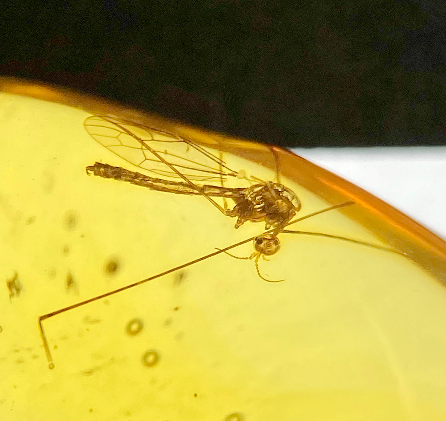 Ámbar Dominicano con Mosquito