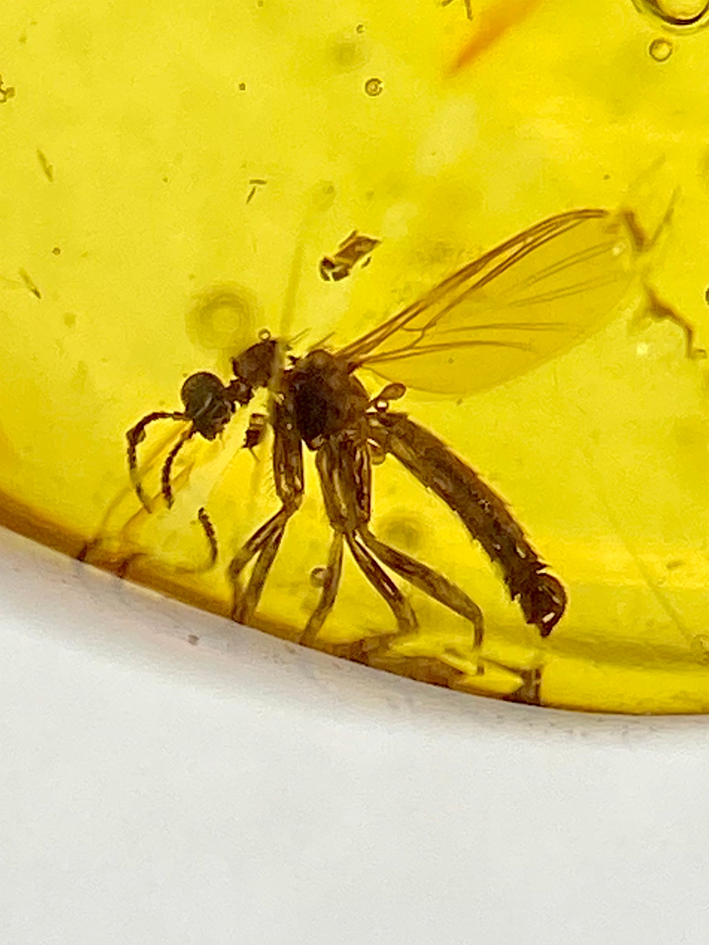 Ámbar Dominicano con Polilla