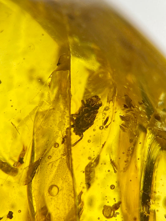 Ámbar Dominicano con Hemíptera