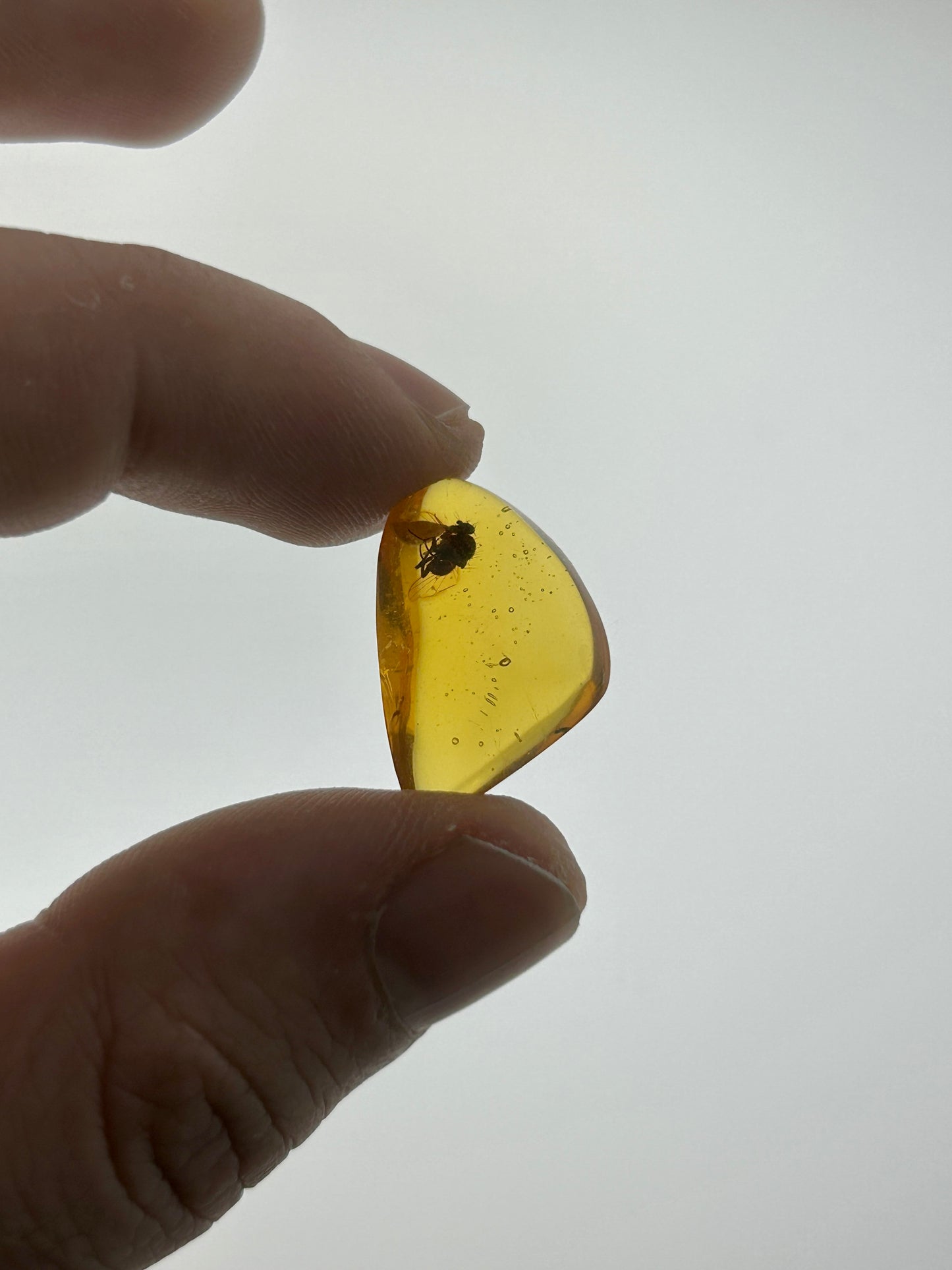 Ámbar Dominicano con Mosca