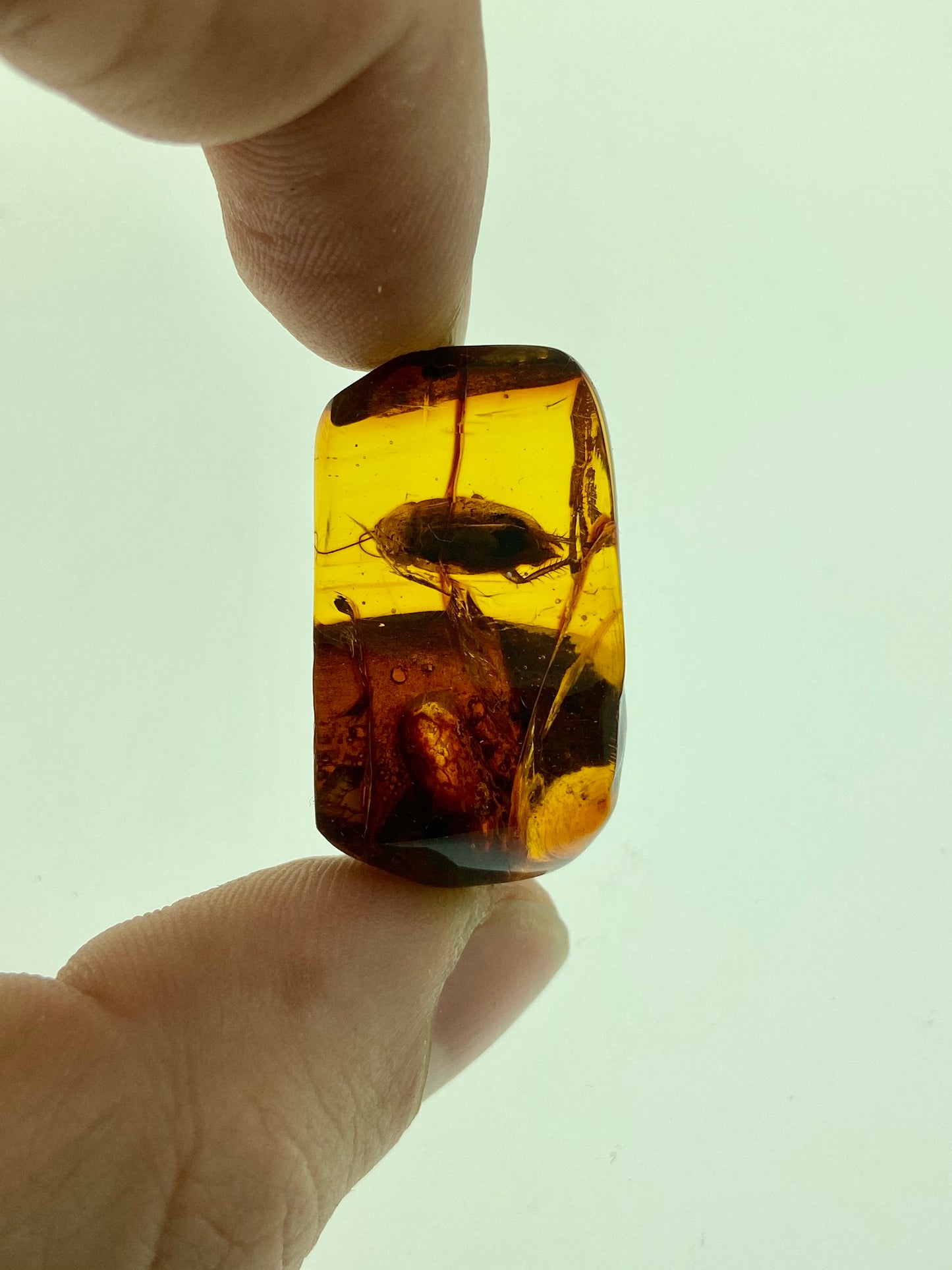 Ámbar Dominicano con Cucaracha