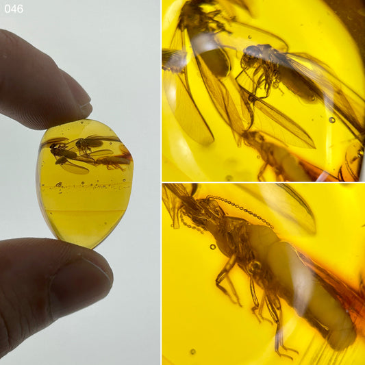 Ámbar Dominicano con Termitas Aladas