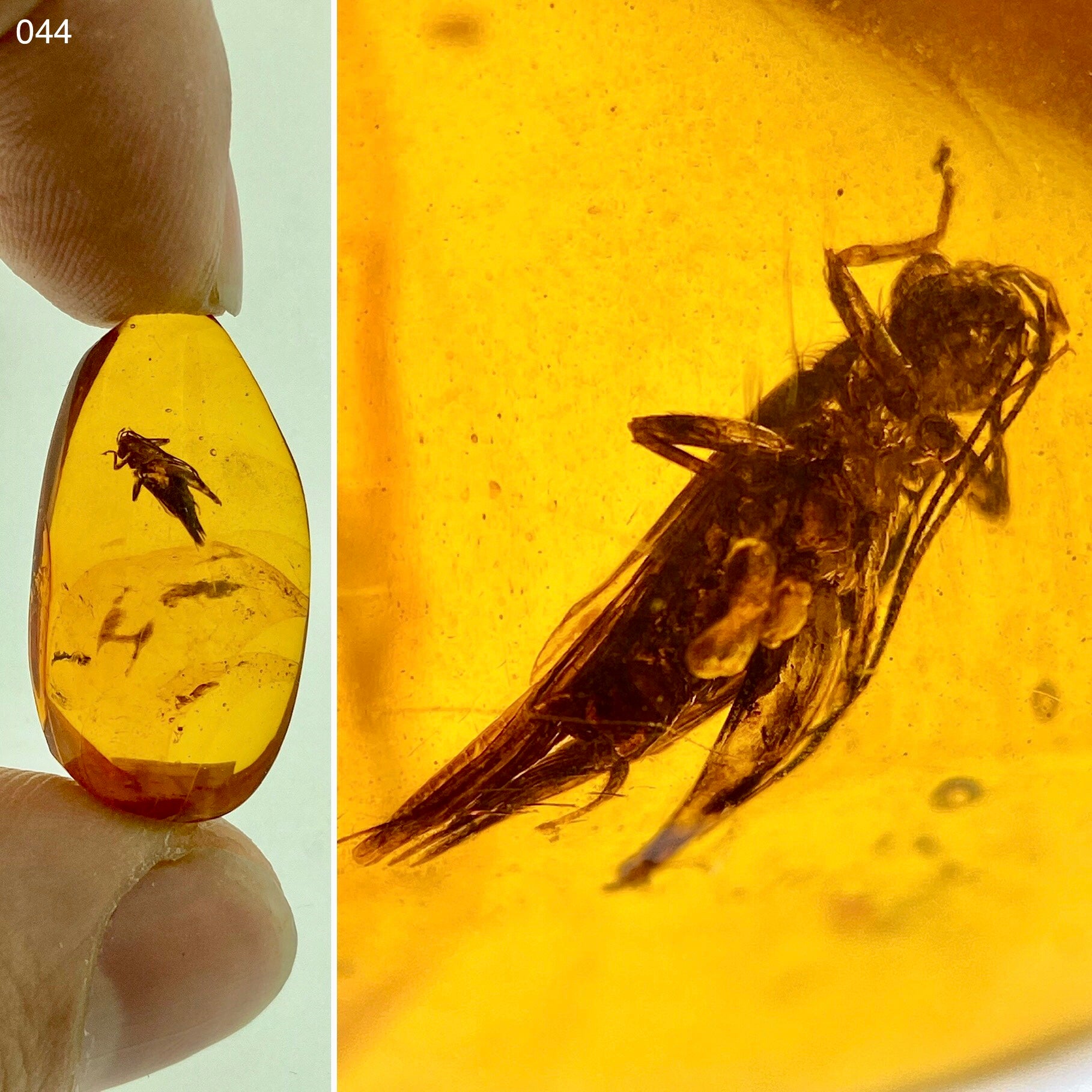 Ámbar Dominicano con Grillo LozanoGemólogos