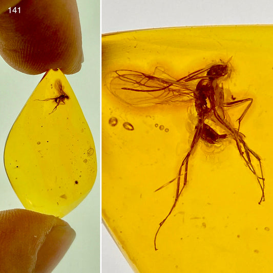 Ámbar Dominicano con Hormiga Alada