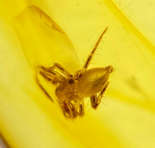 Ámbar Dominicano con Araña