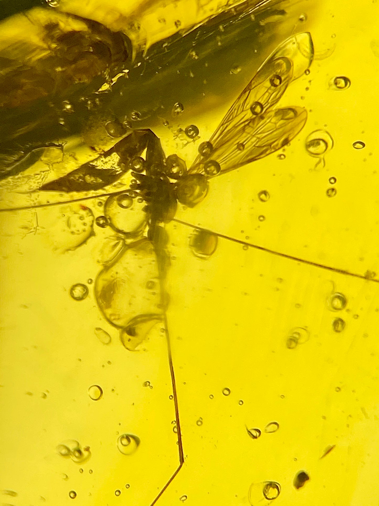Ámbar Dominicano con Moscas y Mosquitos
