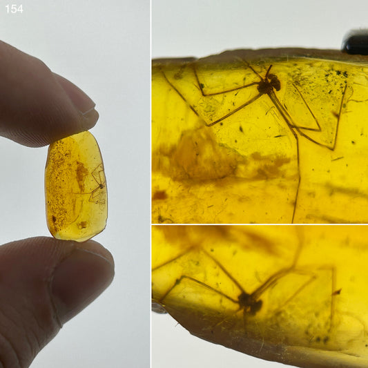 Ámbar Dominicano con Araña