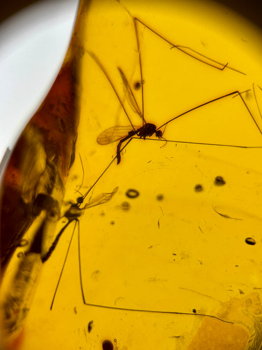 Ámbar Dominicano con Mosquitos