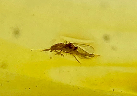 Ámbar Dominicano con Carcoma