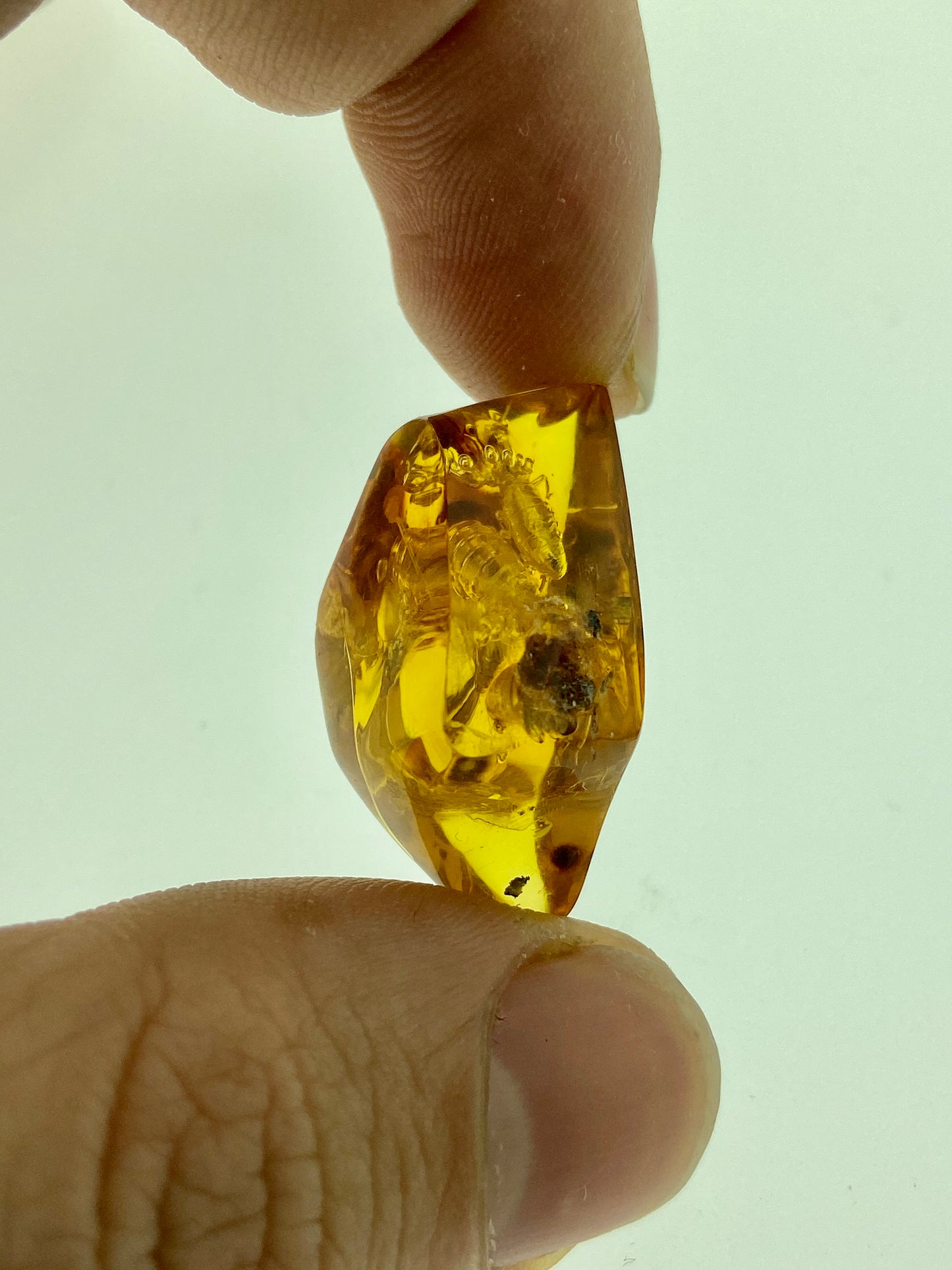 Ámbar Dominicano con Termitas