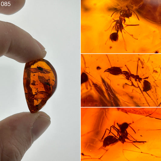 Ámbar Dominicano con Hormigas