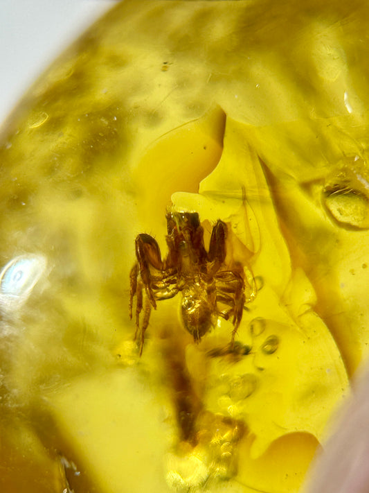 Ámbar Dominicano con Araña
