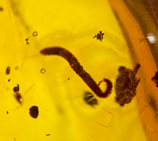 Ámbar Dominicano con Larva