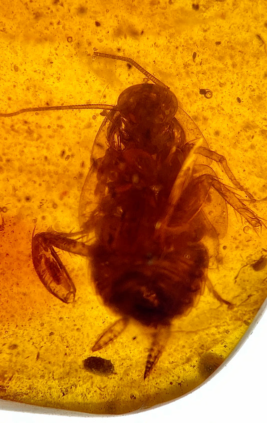 Ámbar Dominicano con Cucaracha