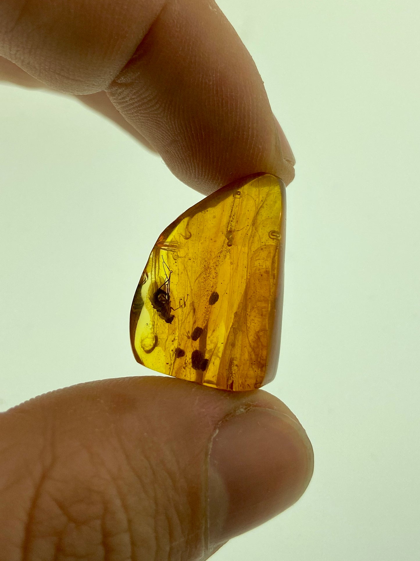 Ámbar Dominicano con Mosca
