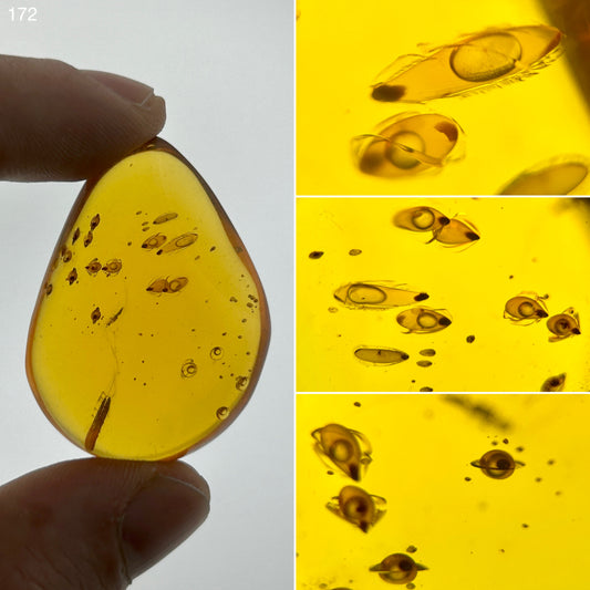 Ámbar Dominicano con Semillas