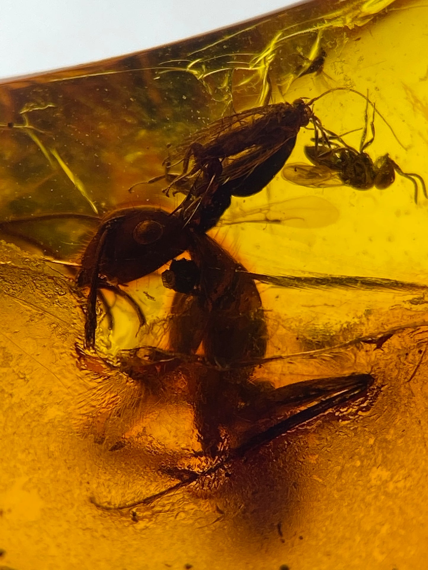 Ámbar Dominicano con Cochinilla y Hormiga