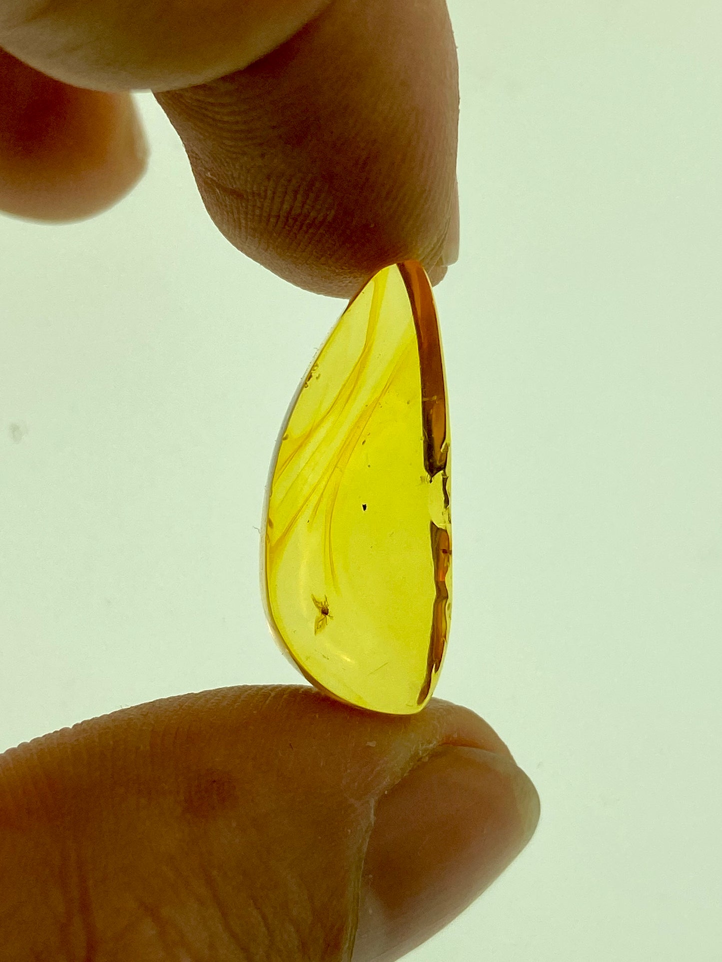 Ámbar Dominicano con Mosquito