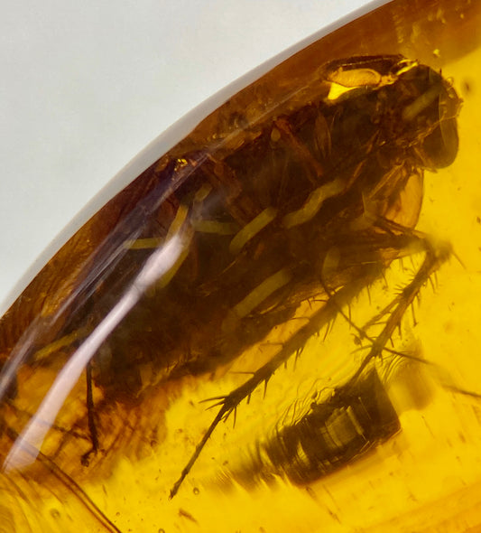 Ámbar Dominicano con Cucaracha