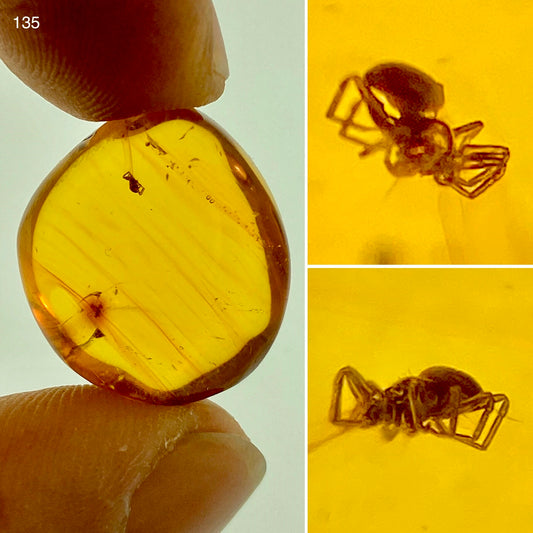 Ámbar Dominicano con Araña
