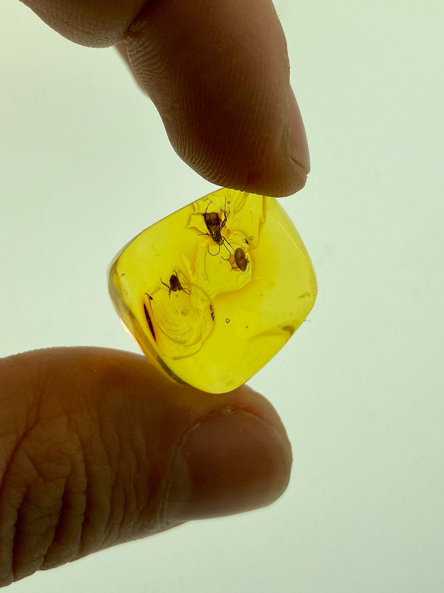 Ámbar Dominicano con Pulgones