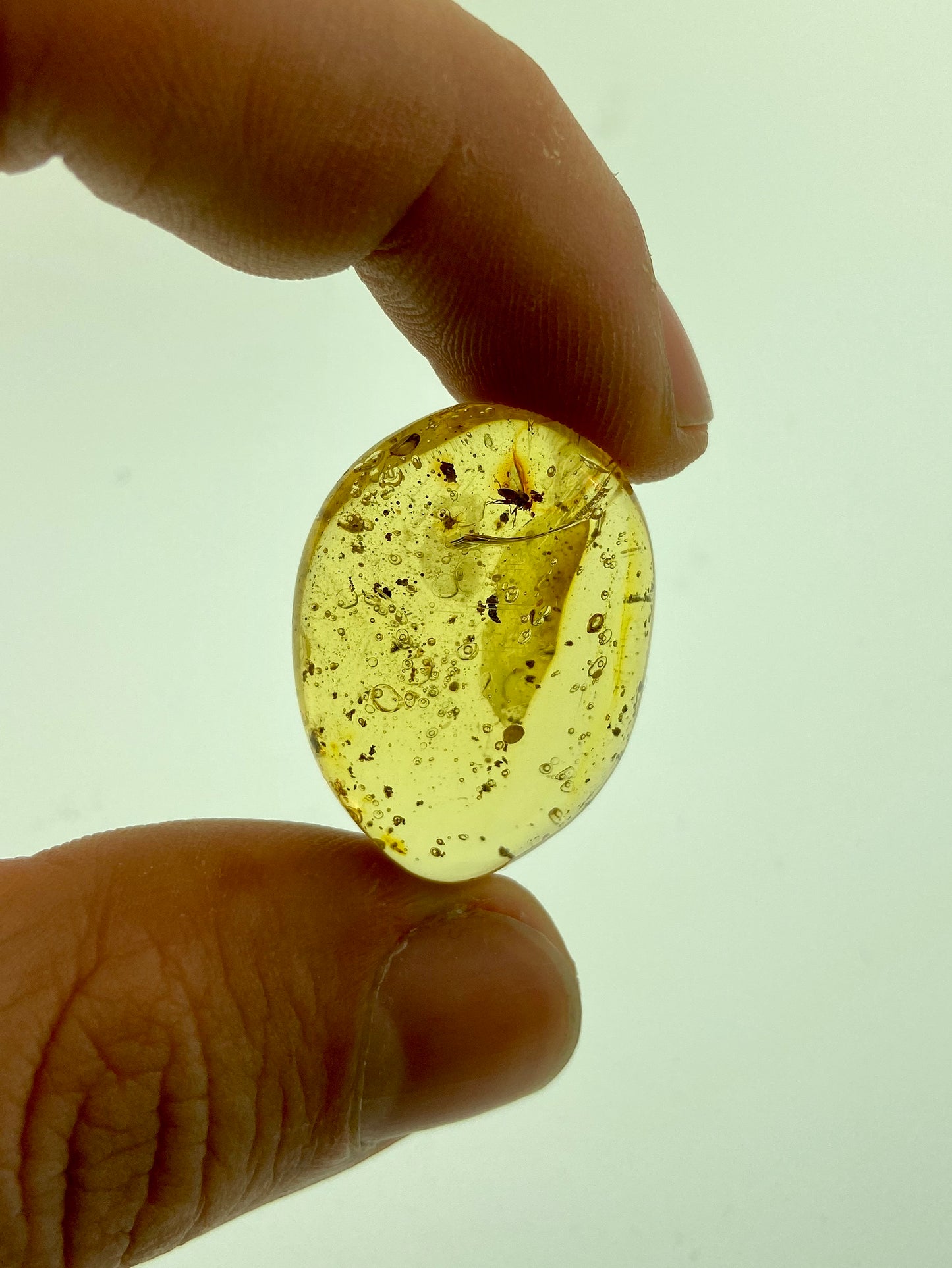 Ámbar Dominicano con Mosca
