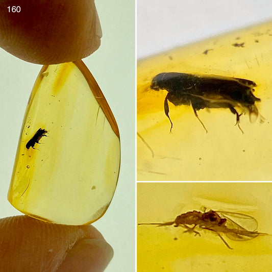 Ámbar Dominicano con Carcoma