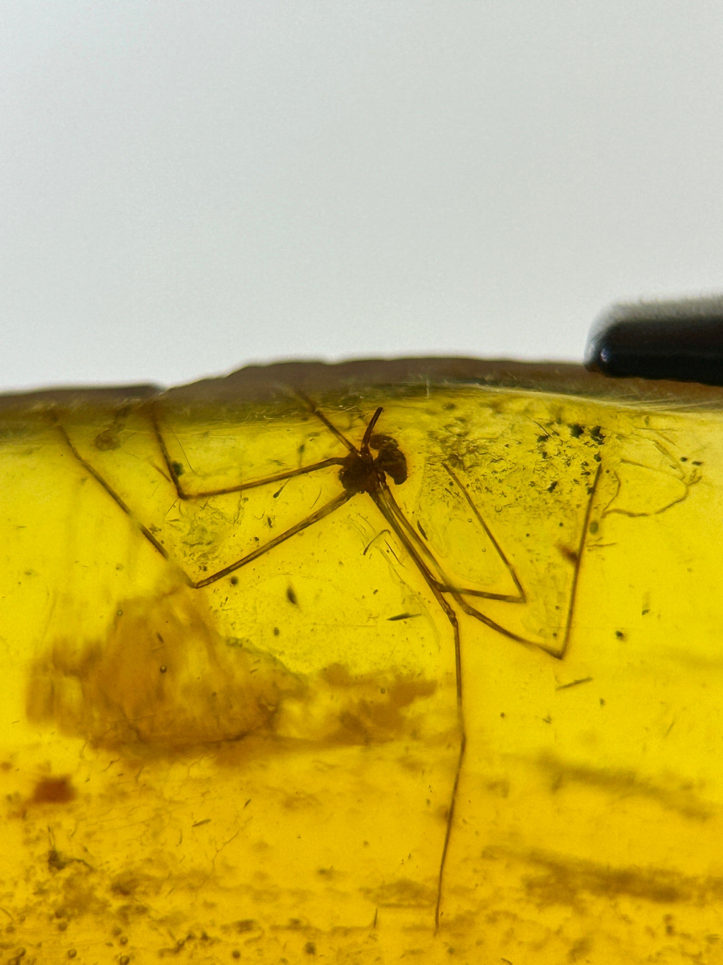 Ámbar Dominicano con Araña