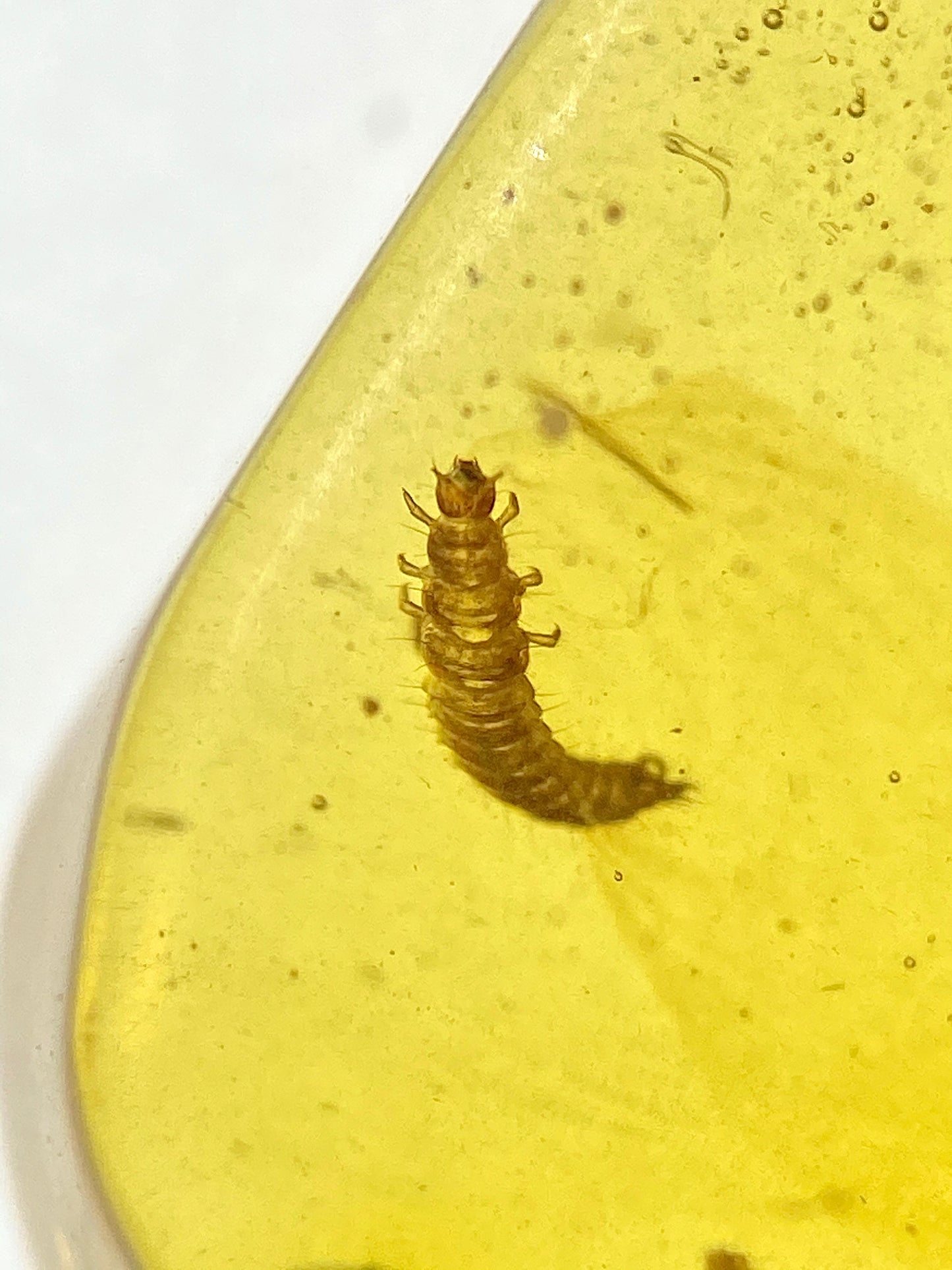Ámbar Dominicano con Araña y Larva