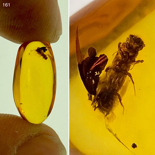 Ámbar Dominicano con Carcoma