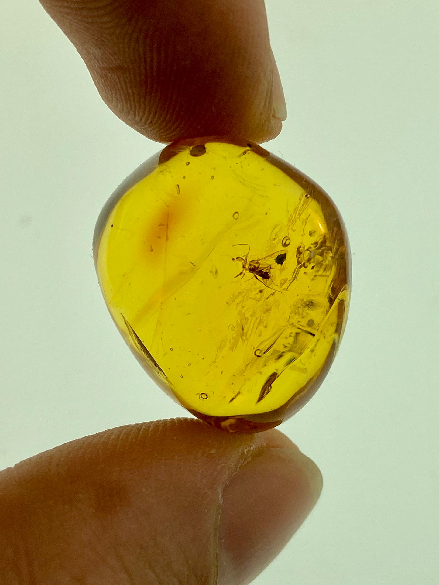 Ámbar Dominicano con Mosquito