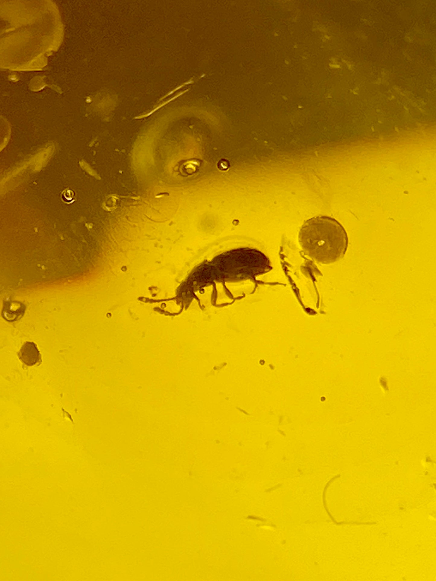 Ámbar Dominicano con Coleópteros