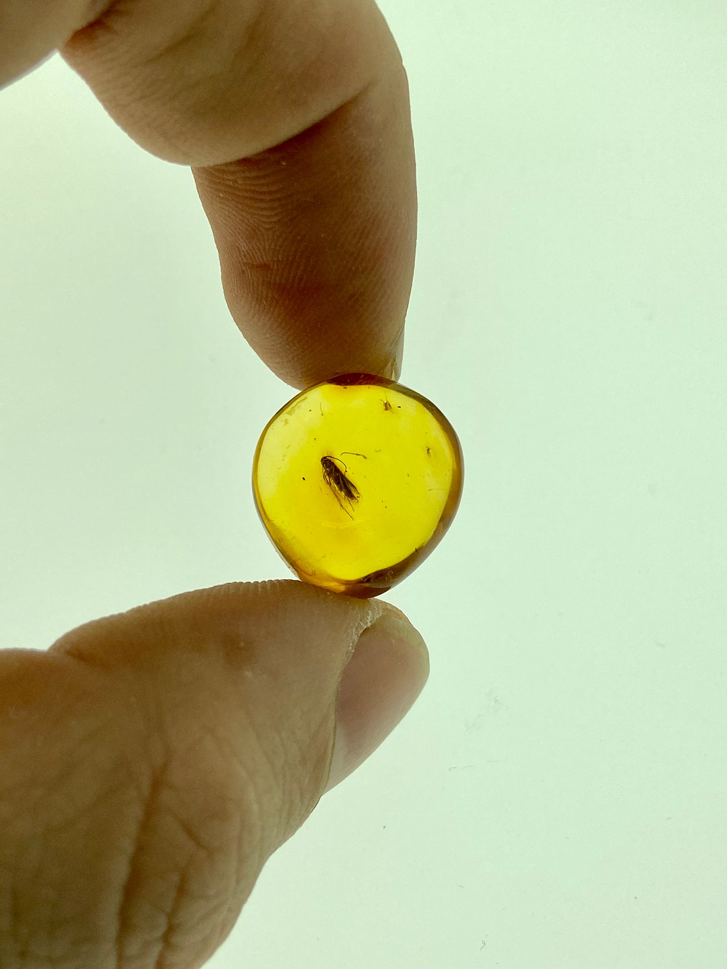 Ámbar Dominicano con Hemíptera