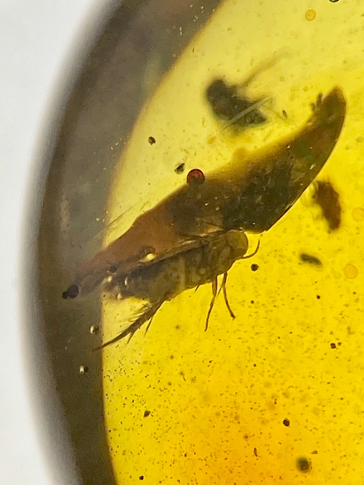 Ámbar Dominicano con Dípteros