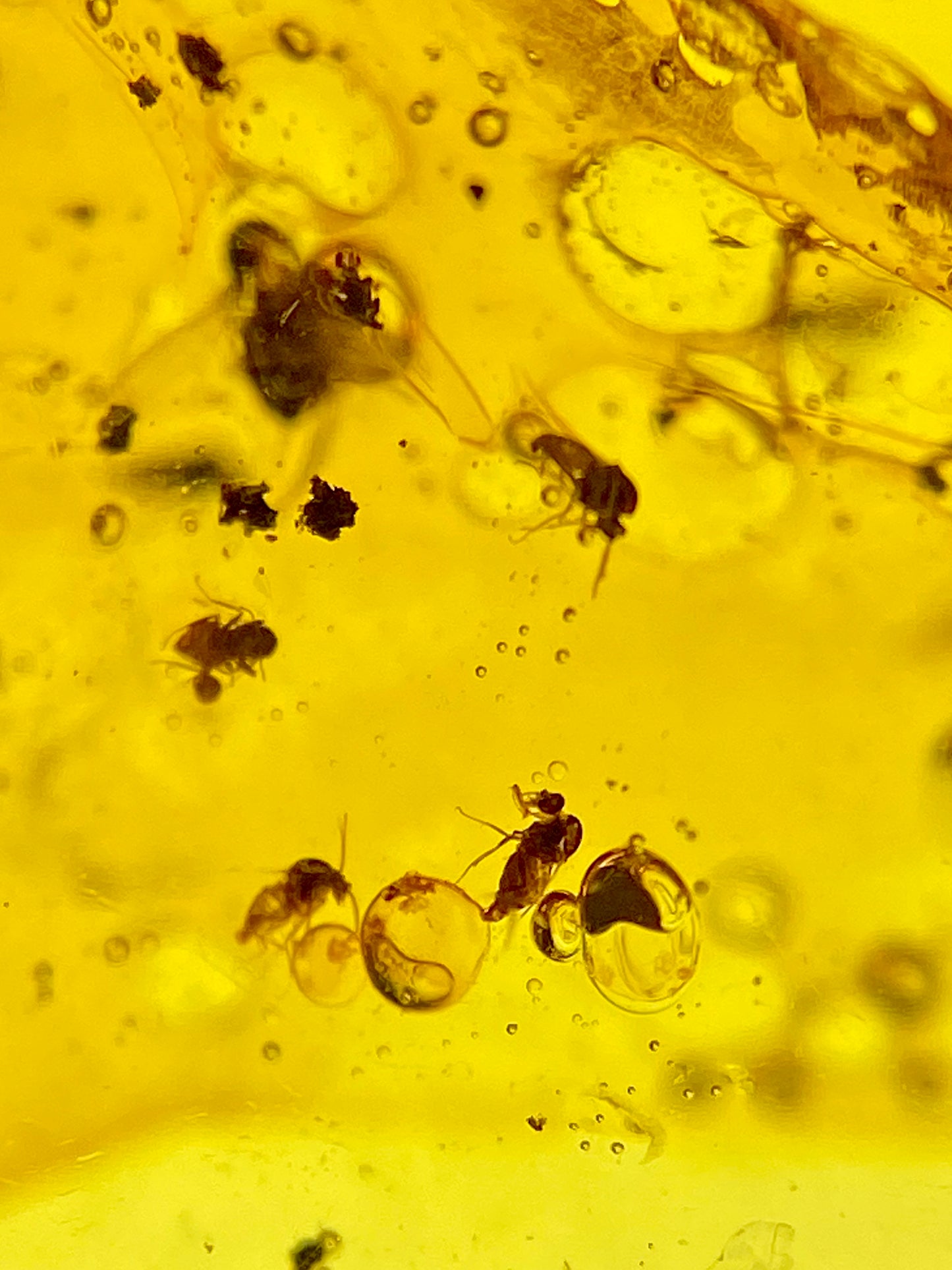 Ámbar Dominicano con Moscas y Mosquitos