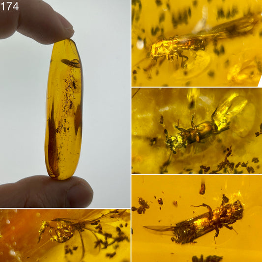 Ámbar Dominicano con Coleópteros